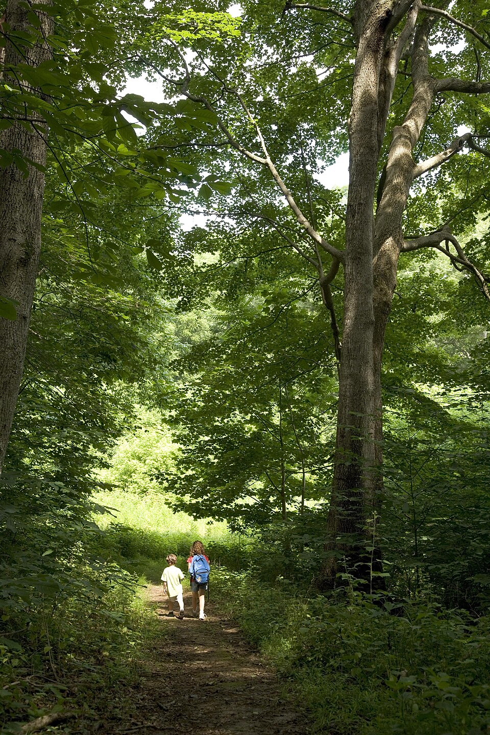 Enfants en randonnée sur un sentier forestier